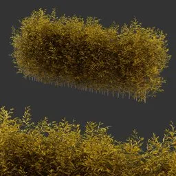 Multiple Bush Autumn Plant