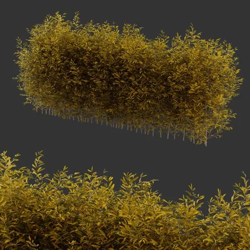 Multiple Bush Autumn Plant