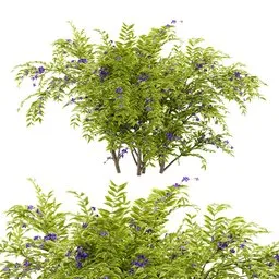 flower bush plant