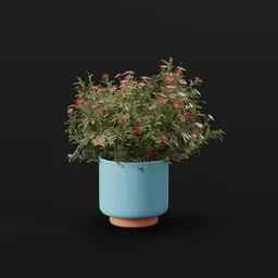 Flower Aster Potted Dense