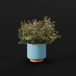 Flower Aster Potted Dense