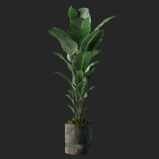 Banana plant