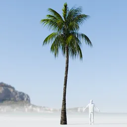 Coconut Tree