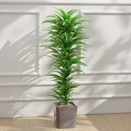 Dracaena in Pot