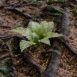 Fern Plant – Dense Foliage