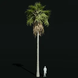 Caraday Palm Medium