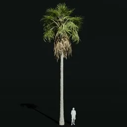 Caraday Palm Medium