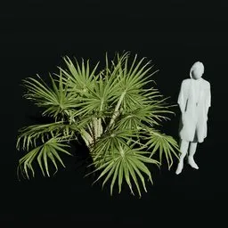 Caraday Palm Juvenile