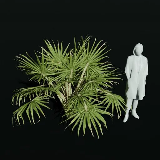 Caraday Palm Juvenile