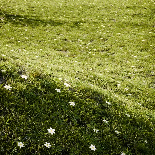 Grass with White Flowers
