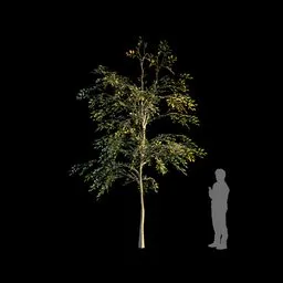Optimized Oak Sapling