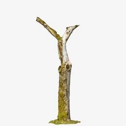 "Photorealistic Dead Tree 3D Model for Blender 3D - Textured with 4K photogrammetry, featuring a lifelike composition with moss and withered branches. Perfect for adding a touch of realism to any 3D natural scene."
