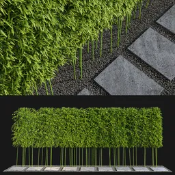 Bamboo Privacy Screen with Stone Path