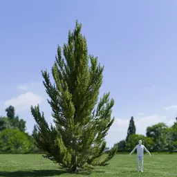 Pinus Flexilis Vanderwolf Pyramid