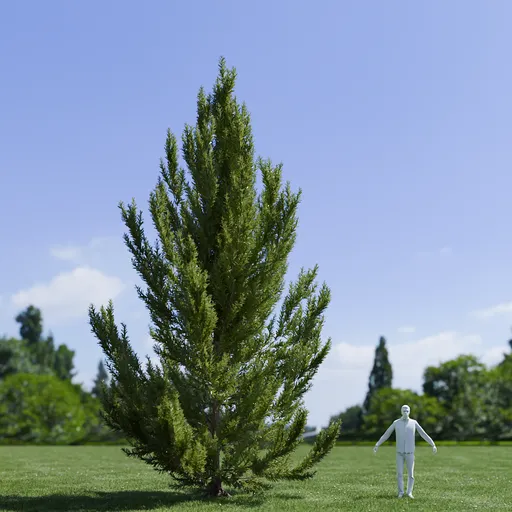 Pinus Flexilis Vanderwolf Pyramid