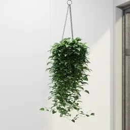 Hanging Pothos Basket Plant