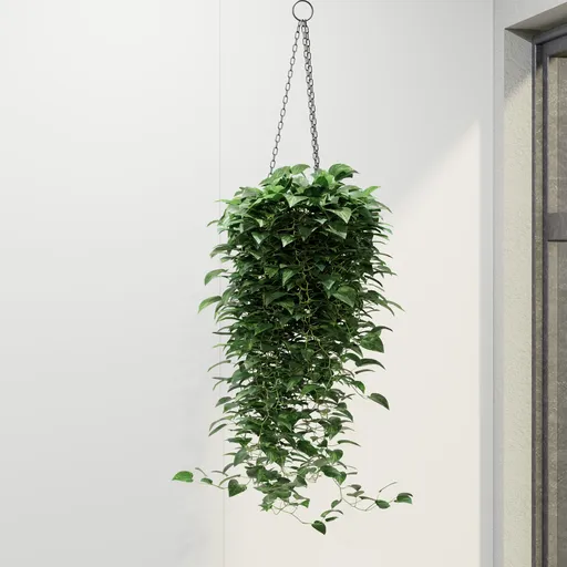 Hanging Pothos Basket Plant