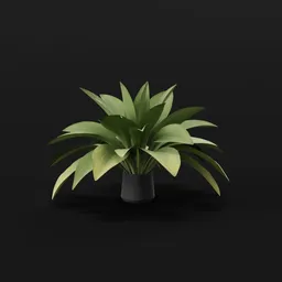 Haran Iron Plant Large Potted