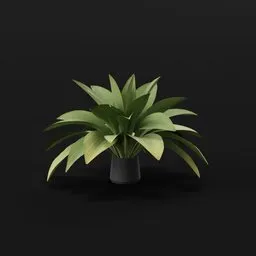 Haran Iron Plant Large Potted