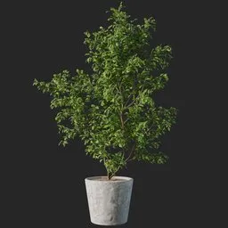 Indoor tree