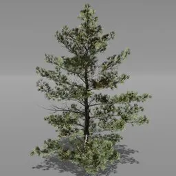 Tree Siberian Pine A2