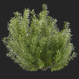 Simple Bush plant