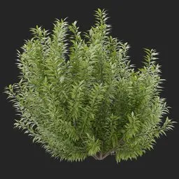 Simple Bush plant