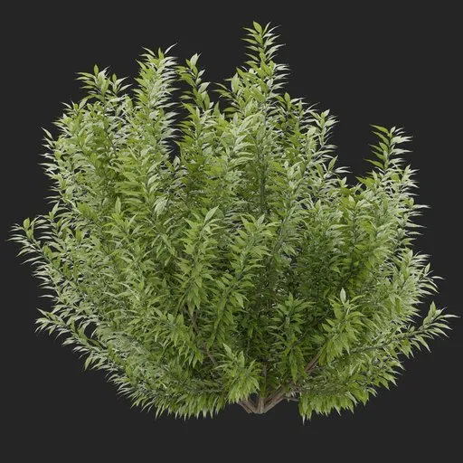 Simple Bush plant