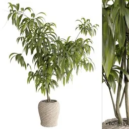 Ficus