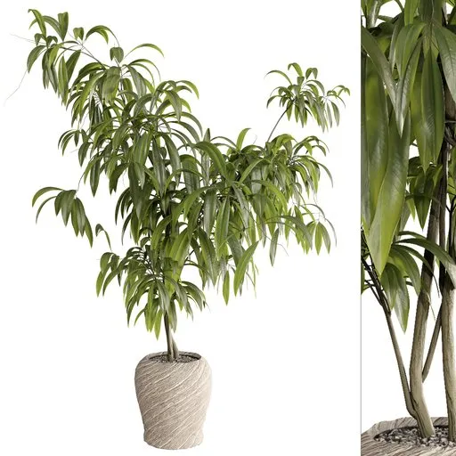 Ficus