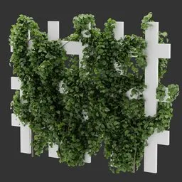 Divider Fence Climber Plant
