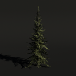 Tree SpruceSiberian b1