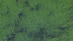 Grass