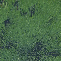 Grass