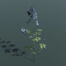 Plant Larkspur Medium