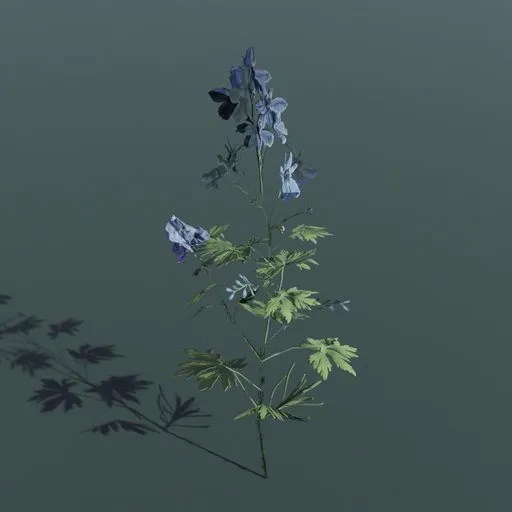 Plant Larkspur Medium