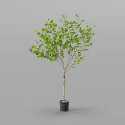 Potted Indoor Leafy Tree