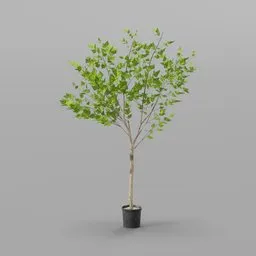Potted Indoor Leafy Tree
