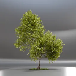 Tree Jungle Animated