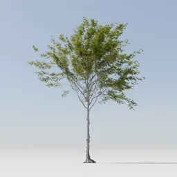 Detailed 3D model of a leafy tree with delicate foliage, ideal for Blender rendering and animation.