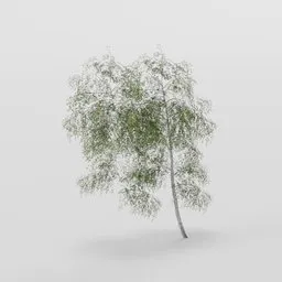 Slender Birch Tree