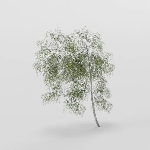 Slender Birch Tree