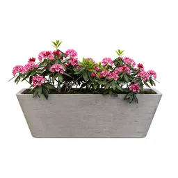 Rhododendron Rhapsody