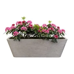 Rhododendron Rhapsody