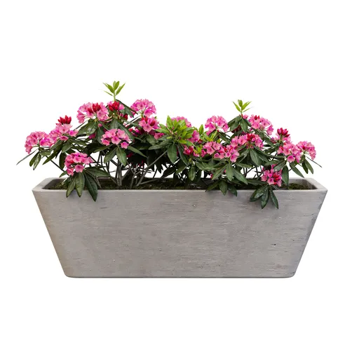Rhododendron Rhapsody