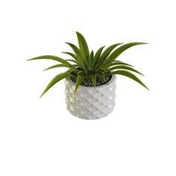 "Modular plant with realistic leaves, pebbles, and white pot on a black background - Blender 3D model for nature indoor category in BlenderKit. Ideal for Unreal Engine 5 8K rendering, inspired by Buckminster Fuller, and suitable as an icon for AI apps. Includes hex mesh, bromeliads, depth blur, tileable texture, greeble texture, desktop, Bjarke Ingels, glossy sphere, and material pack."