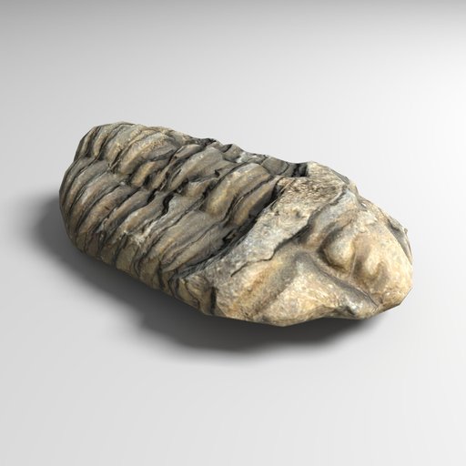 trilobite
