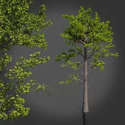 Realistic Tree