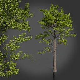 Realistic Tree
