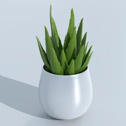 Aloe vera plant